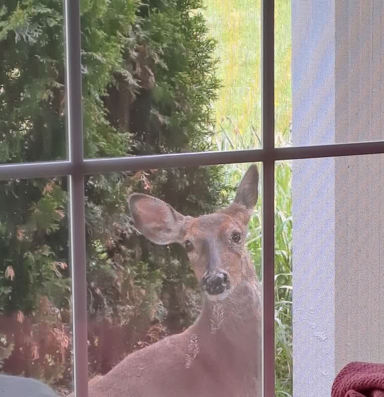 Murder on the&nbsp;lawn